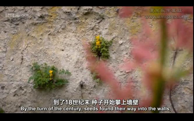 奇妙的杂草 The Wonder of Weeds