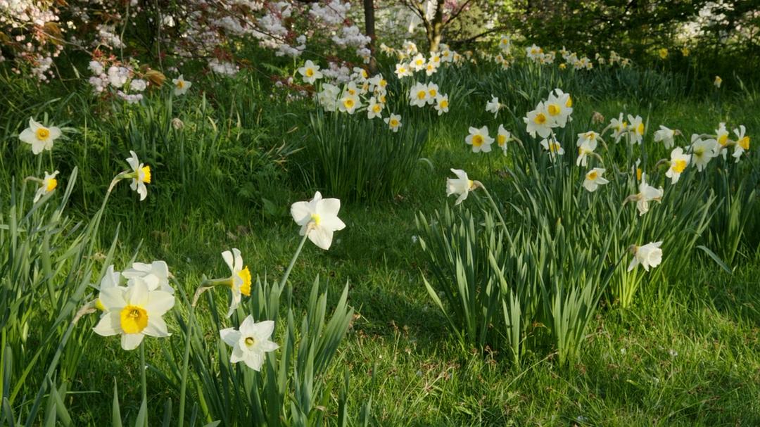 植物王国 Kingdom of Plants 3D