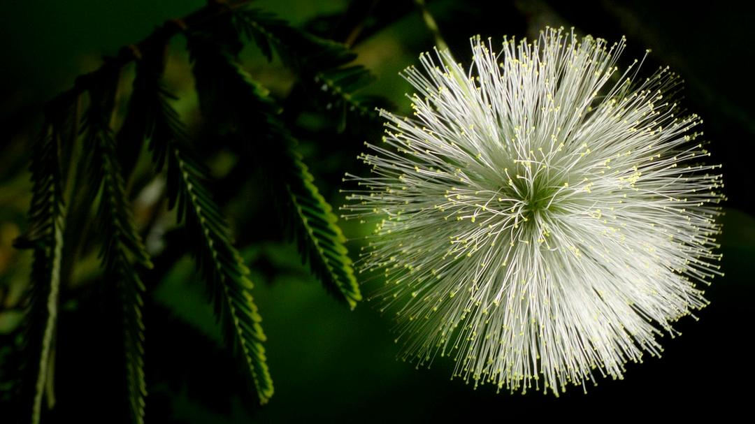 植物王国 Kingdom of Plants 3D