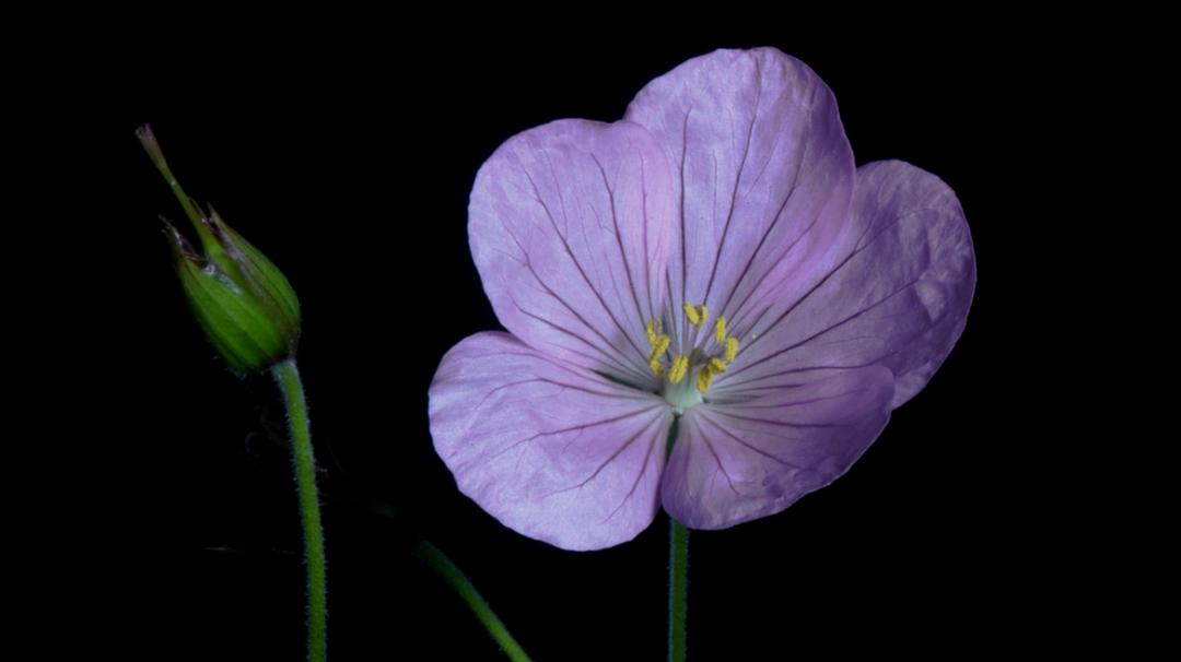 植物王国 Kingdom of Plants 3D