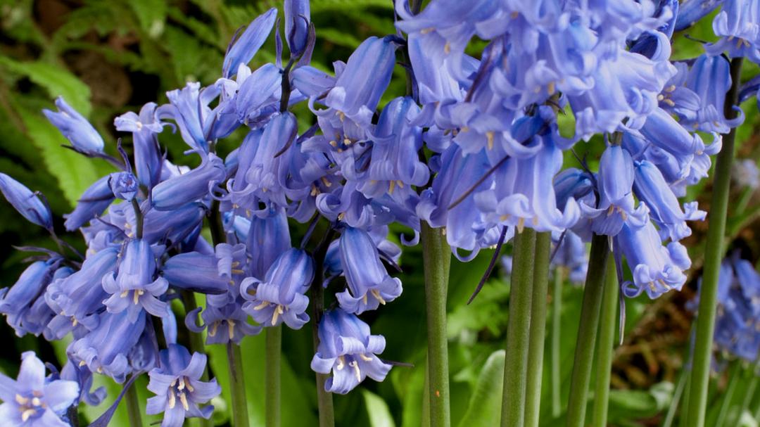 植物王国 Kingdom of Plants 3D