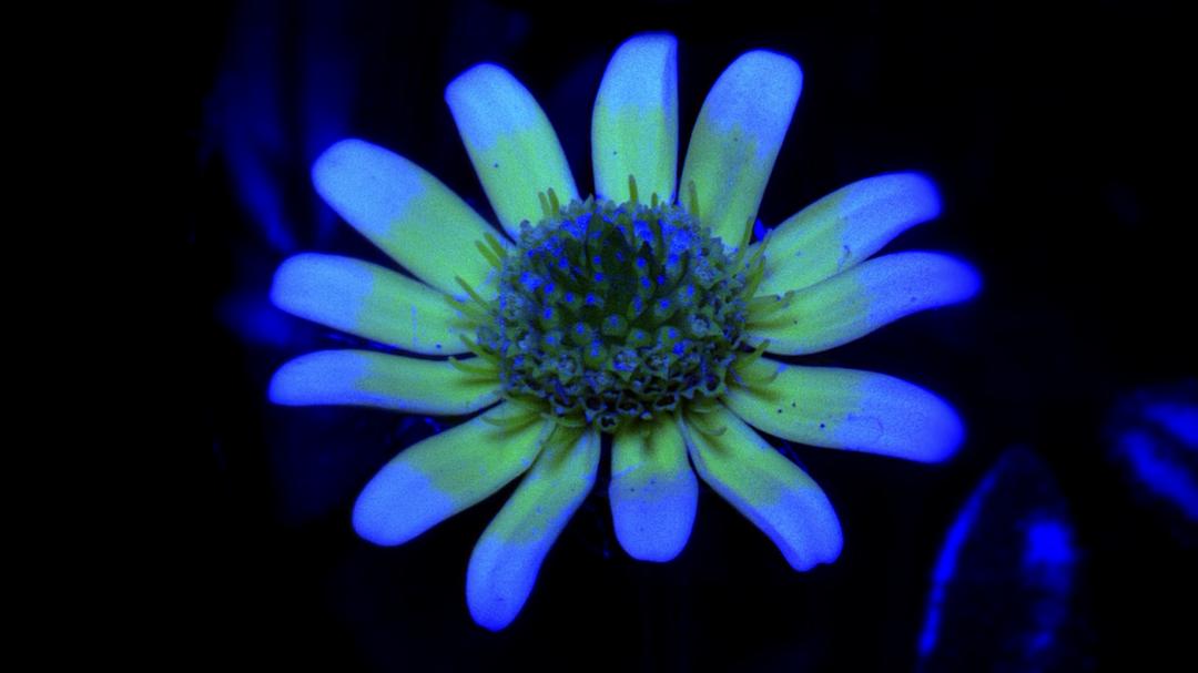 植物王国 Kingdom of Plants 3D