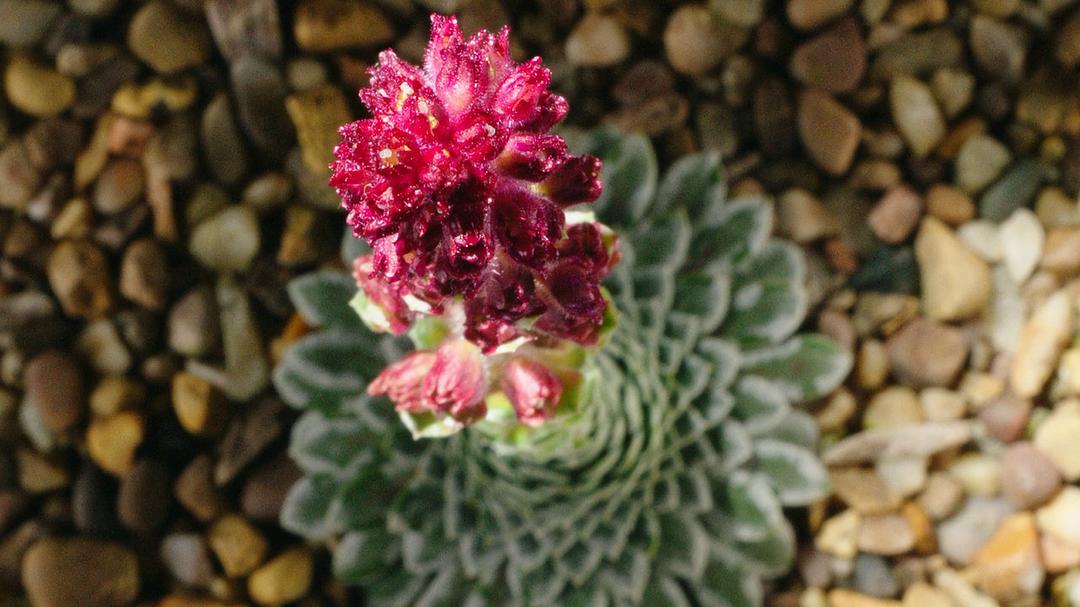 植物王国 Kingdom of Plants 3D