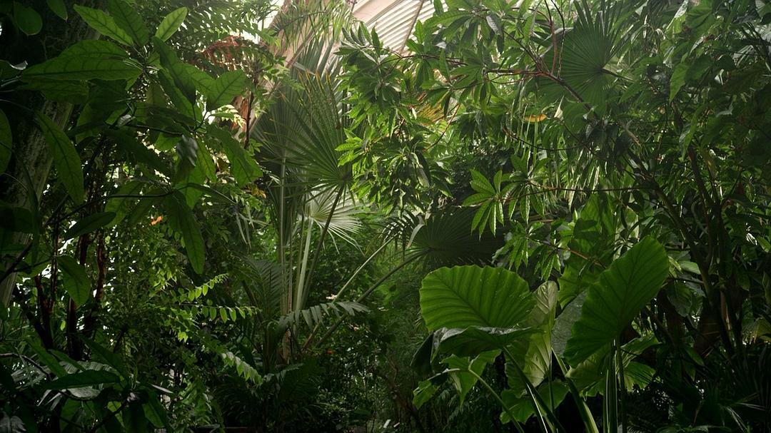 植物王国 Kingdom of Plants 3D