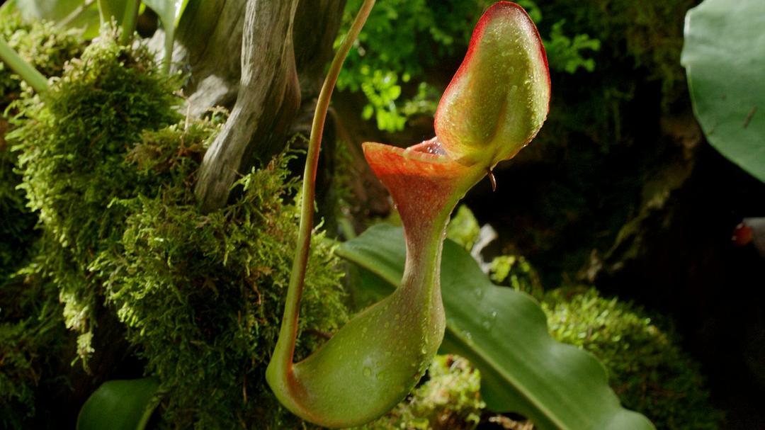 植物王国 Kingdom of Plants 3D