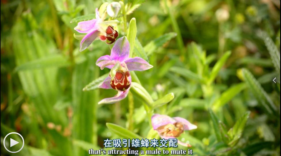 植物王国 Kingdom of Plants 3D