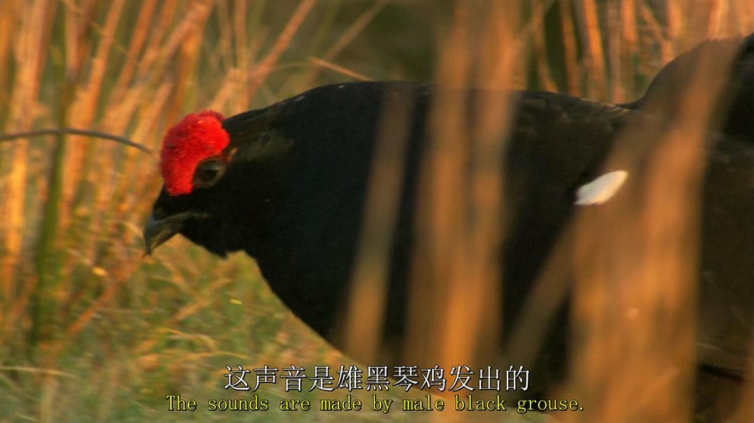 鸟类秘闻 Secret Life of Birds