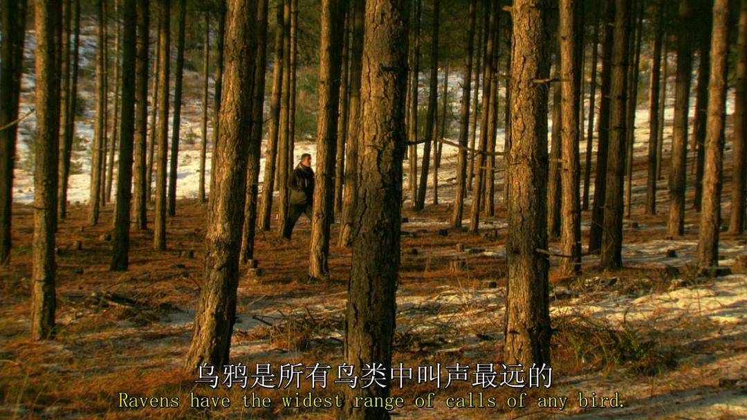 鸟类秘闻 Secret Life of Birds