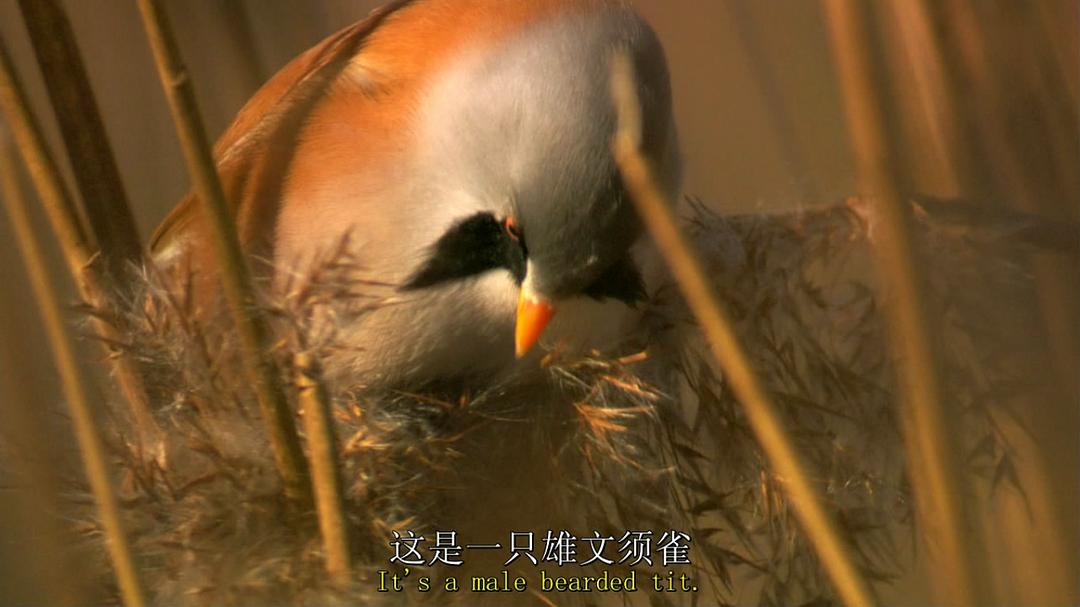鸟类秘闻 Secret Life of Birds