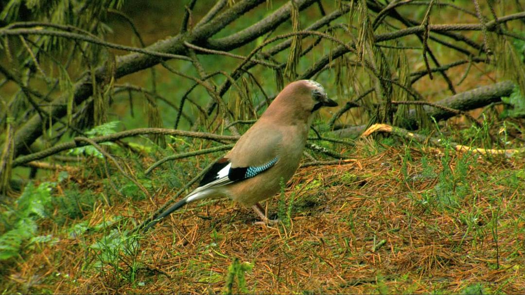 鸟类秘闻 Secret Life of Birds