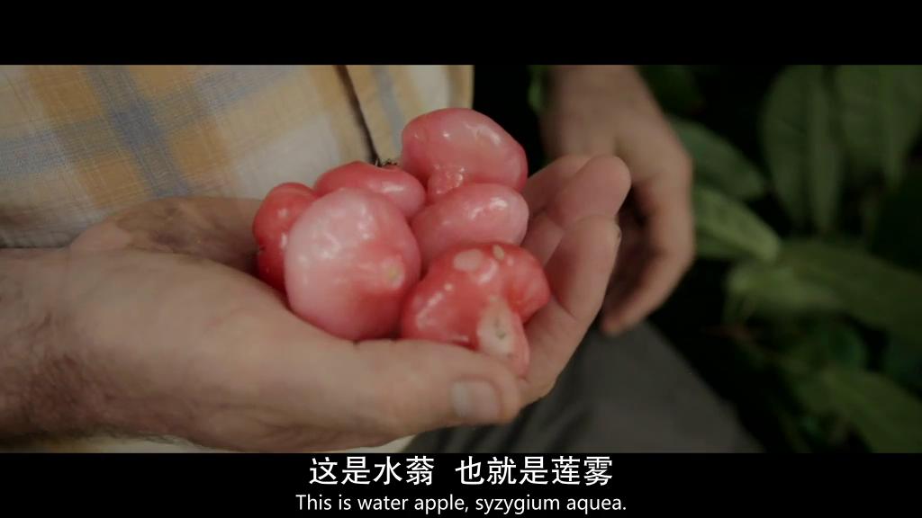 水果猎人 The Fruit Hunters