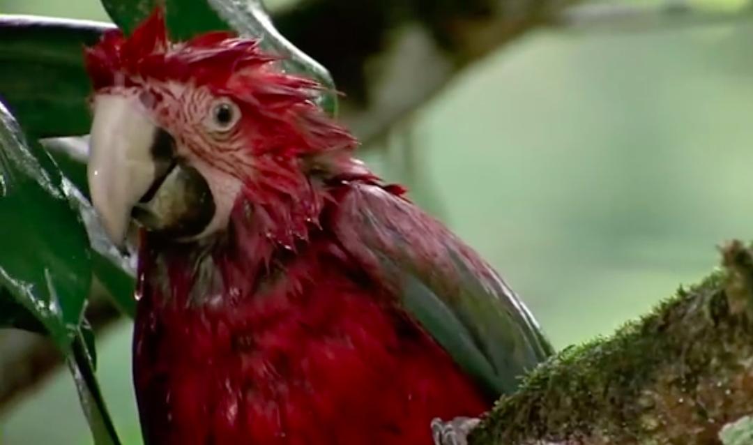 迁徙的鸟 Le peuple migrateur