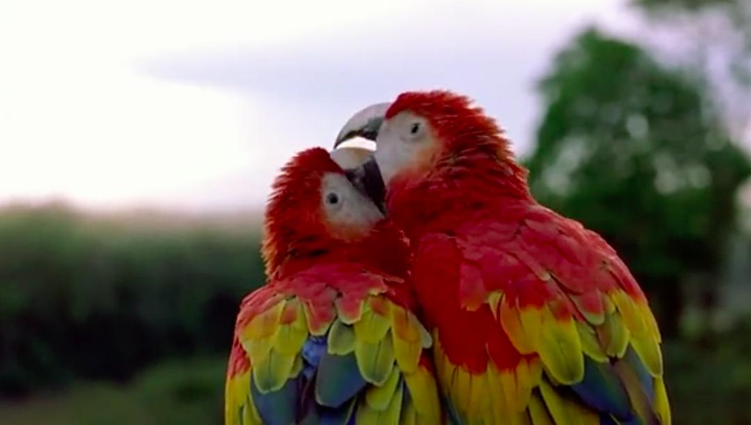 迁徙的鸟 Le peuple migrateur