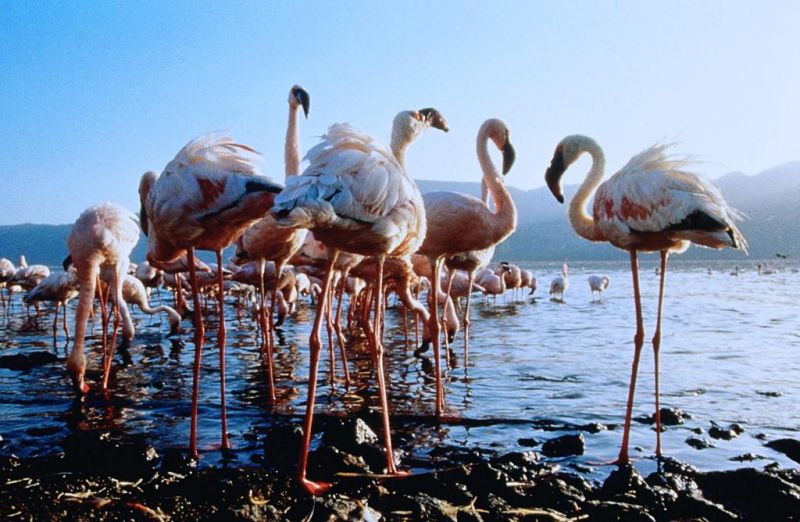 迁徙的鸟 Le peuple migrateur