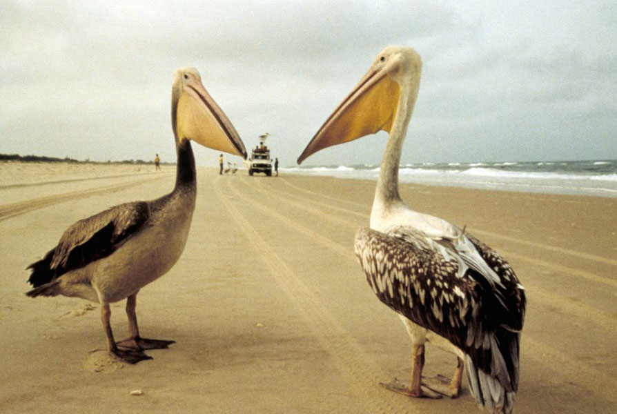 迁徙的鸟 Le peuple migrateur