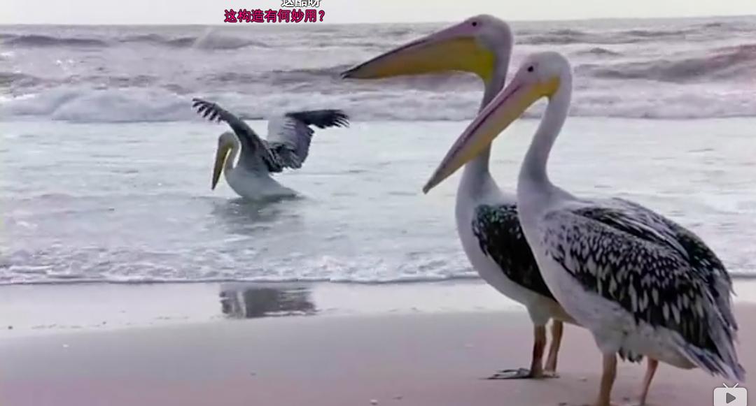 迁徙的鸟 Le peuple migrateur