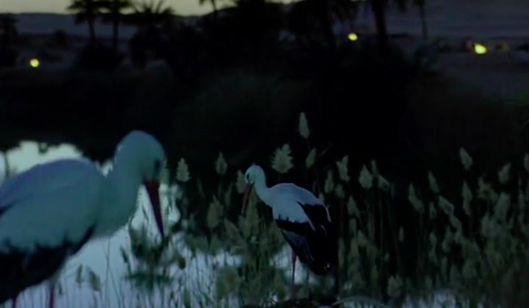 迁徙的鸟 Le peuple migrateur