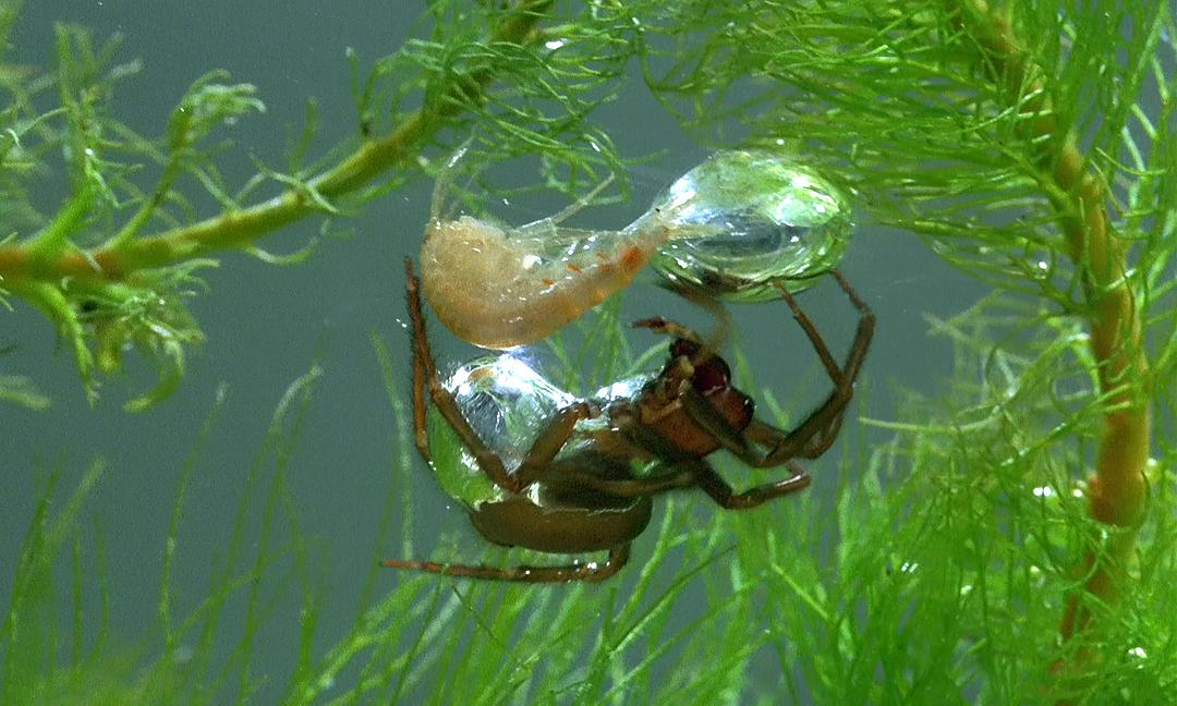 微观世界 Microcosmos: Le peuple de l'herbe