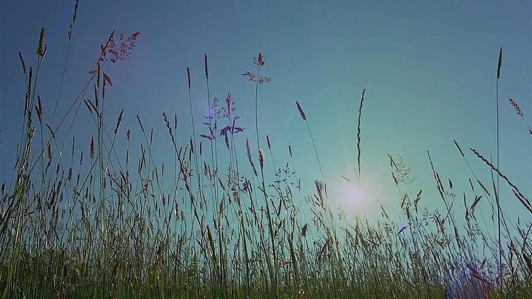 微观世界 Microcosmos: Le peuple de l'herbe