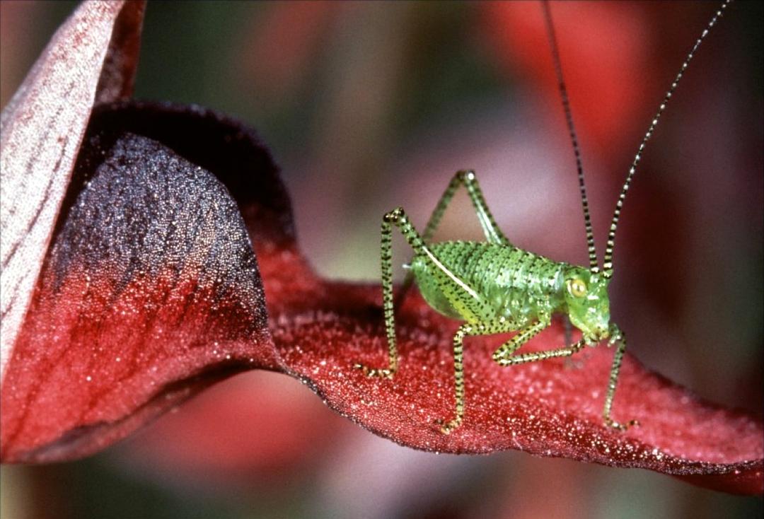 微观世界 Microcosmos: Le peuple de l'herbe