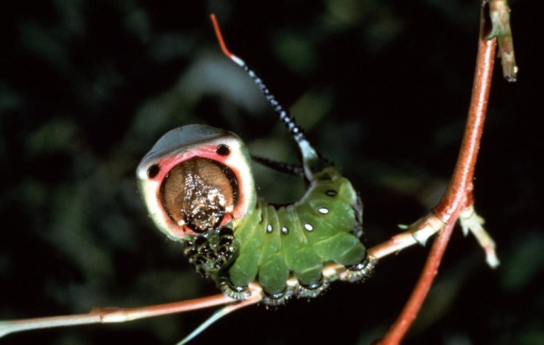 微观世界 Microcosmos: Le peuple de l'herbe