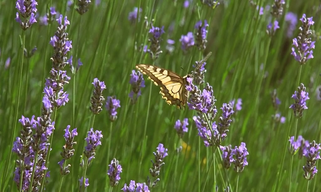 微观世界 Microcosmos: Le peuple de l'herbe