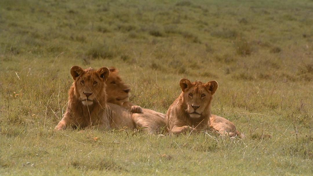 非洲:塞伦盖蒂国家公园 Africa: The Serengeti