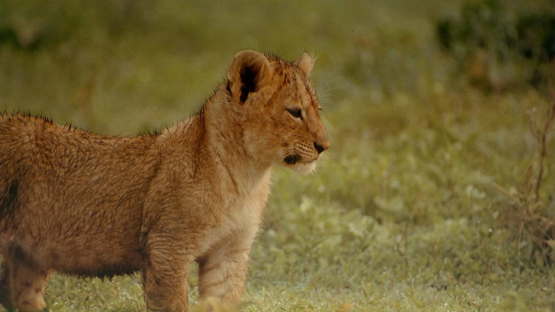 非洲:塞伦盖蒂国家公园 Africa: The Serengeti