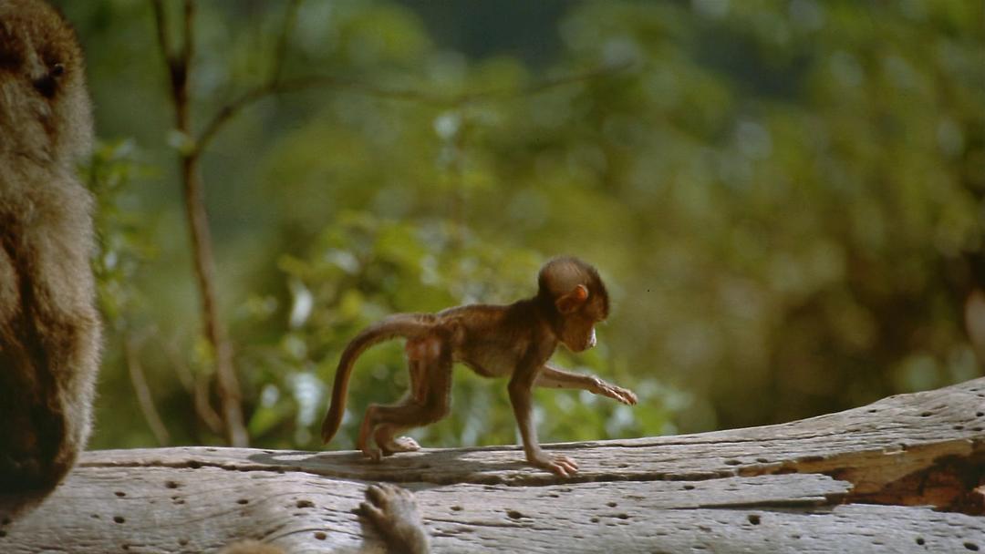 非洲:塞伦盖蒂国家公园 Africa: The Serengeti