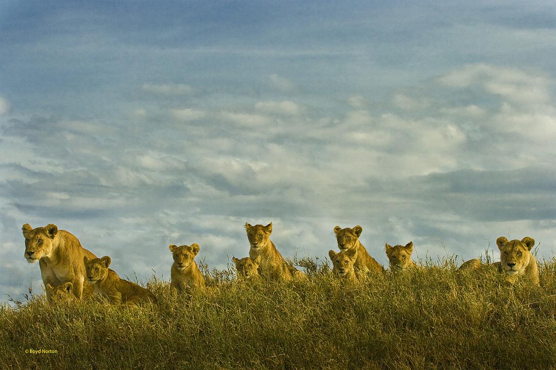 非洲:塞伦盖蒂国家公园 Africa: The Serengeti