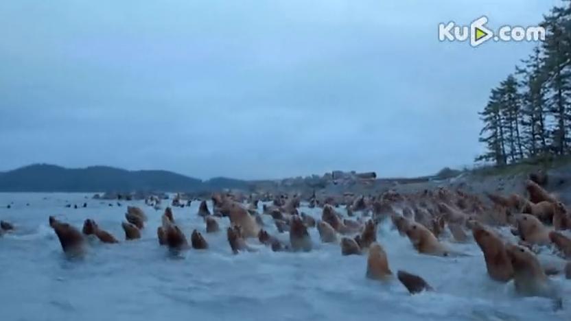 阿拉斯加:荒野的精神 Alaska: Spirit of the Wild