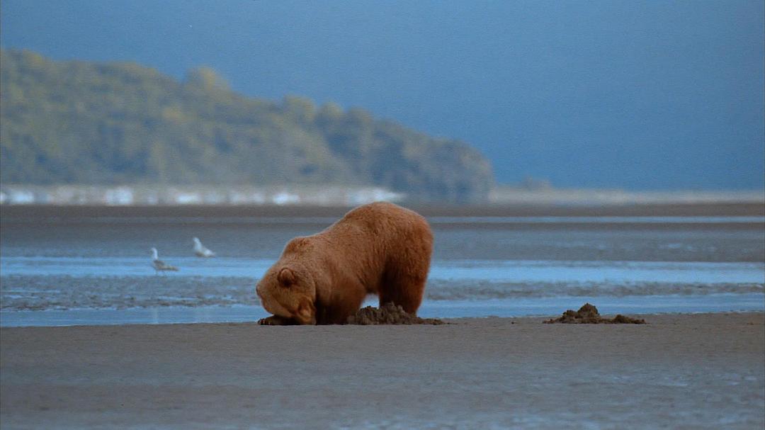 阿拉斯加:荒野的精神 Alaska: Spirit of the Wild