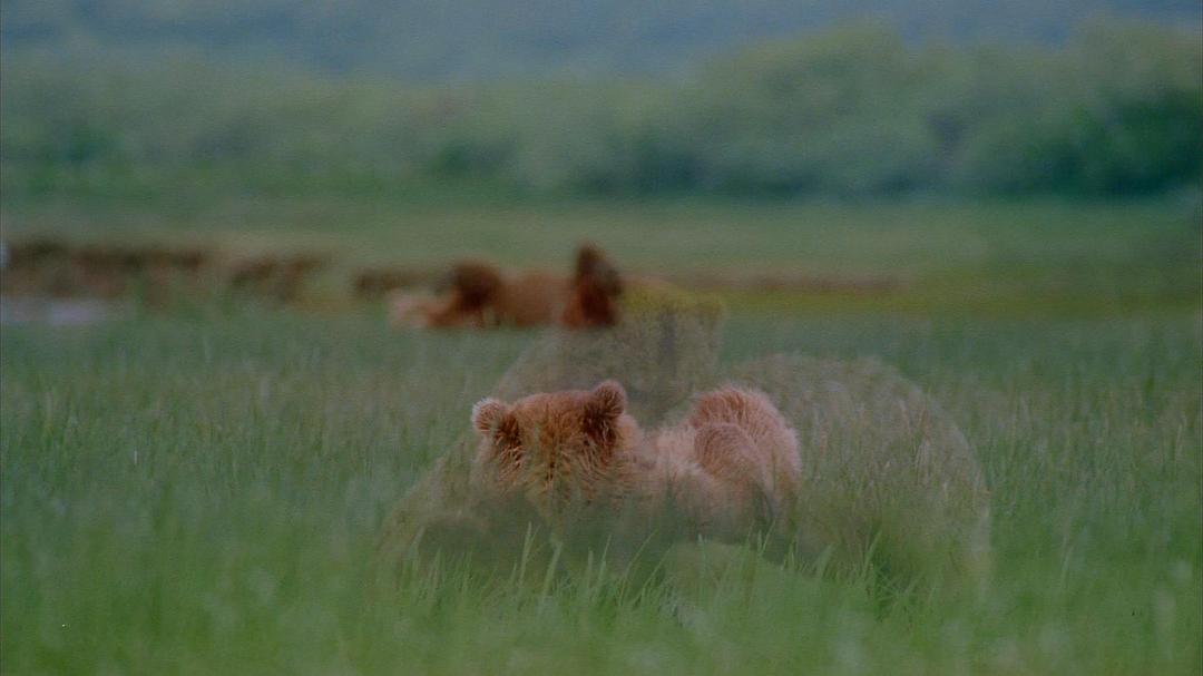 阿拉斯加:荒野的精神 Alaska: Spirit of the Wild