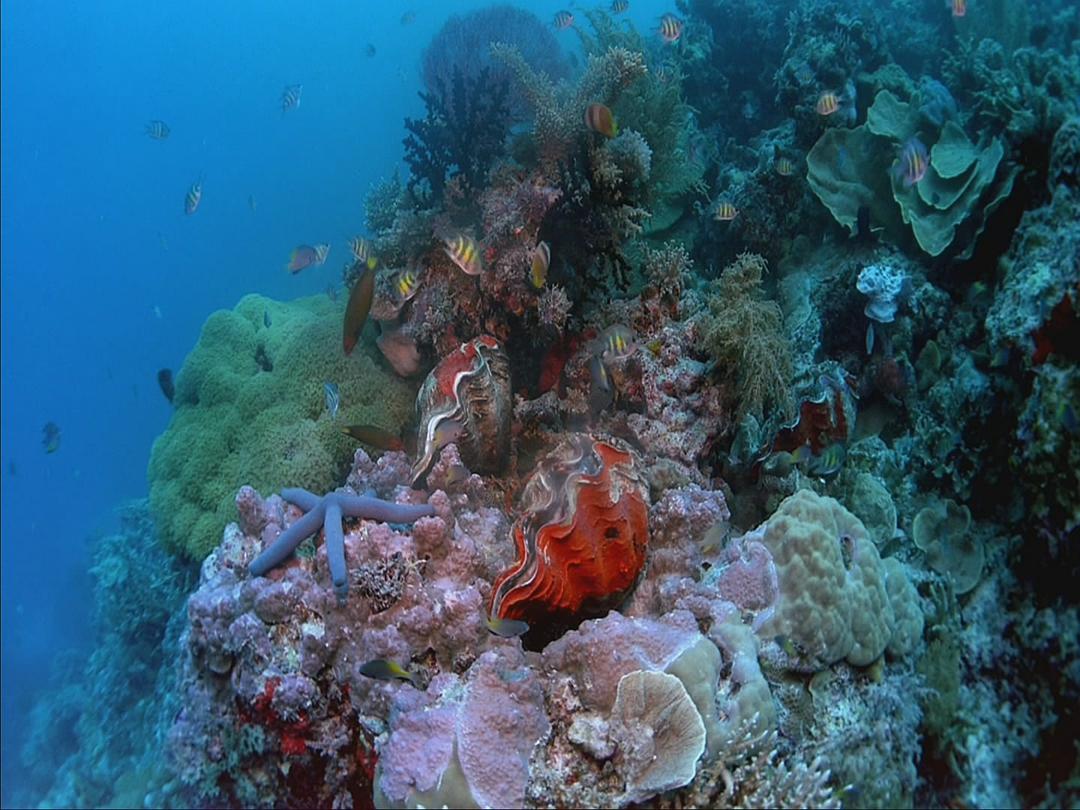 生命海洋 The Living Sea