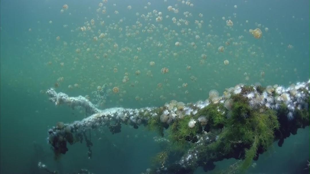 生命海洋 The Living Sea