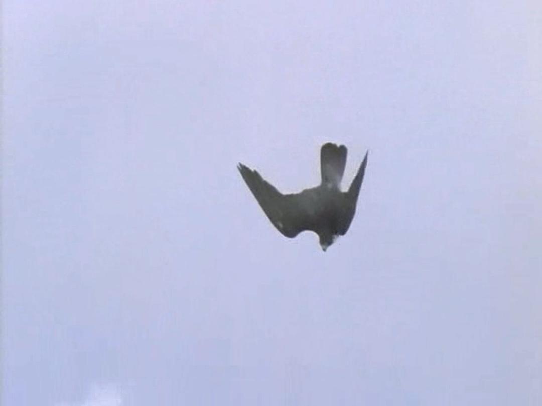 野鸟世界 The Life of Birds