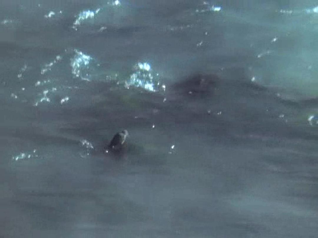 野鸟世界 The Life of Birds