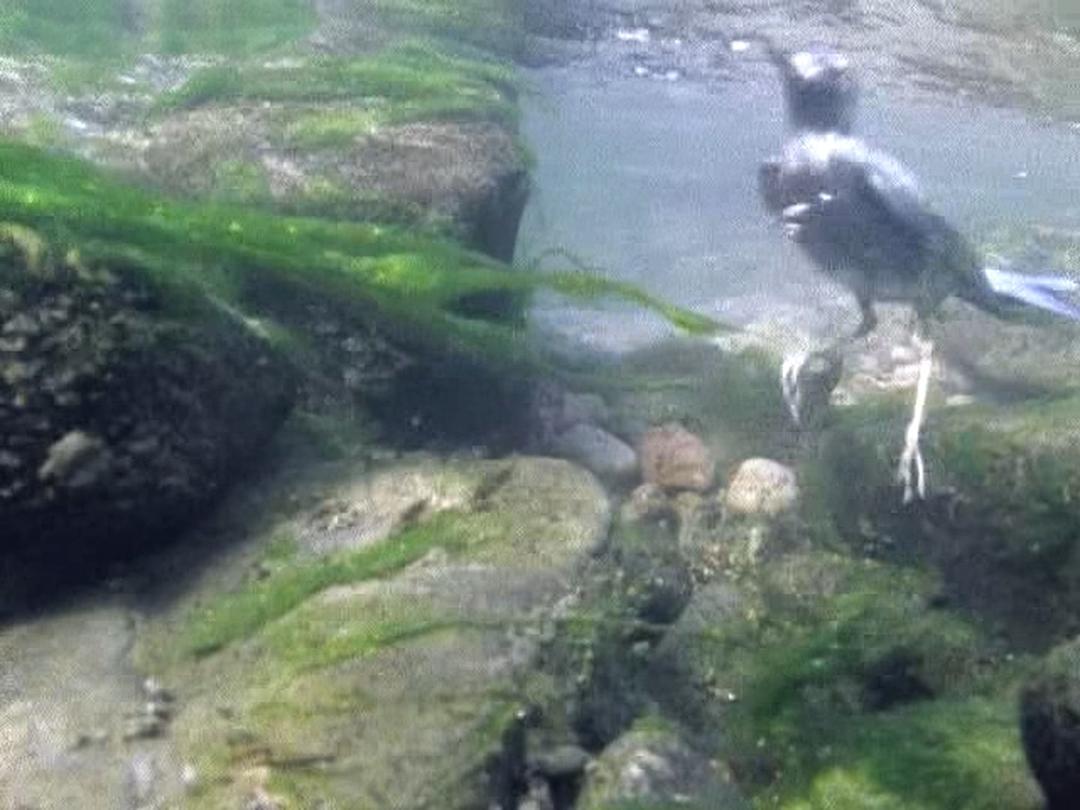 野鸟世界 The Life of Birds