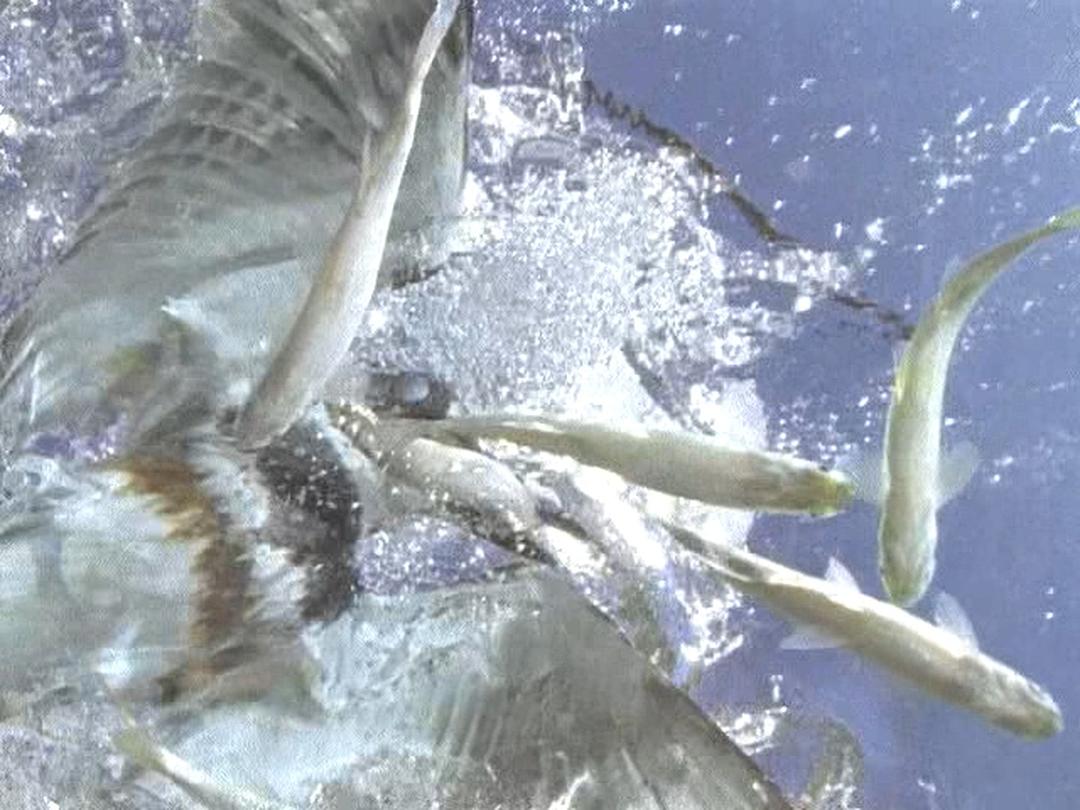 野鸟世界 The Life of Birds