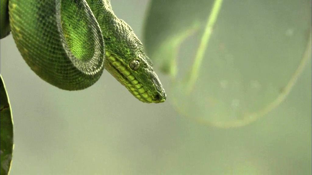 白钻石 The White Diamond