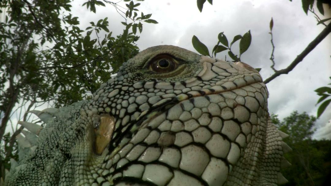 白钻石 The White Diamond