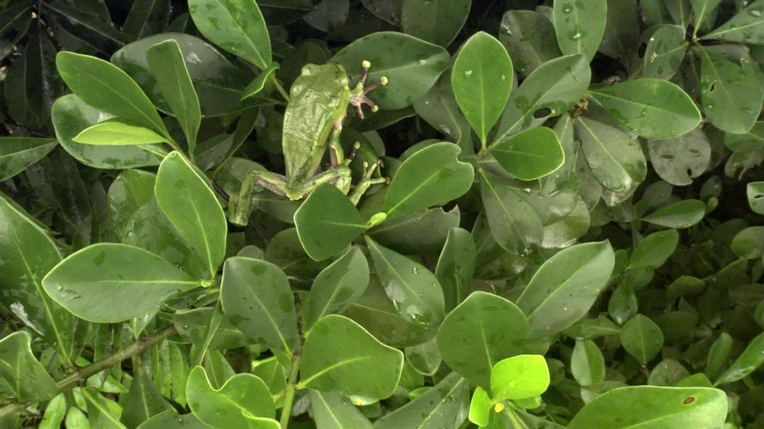 白钻石 The White Diamond