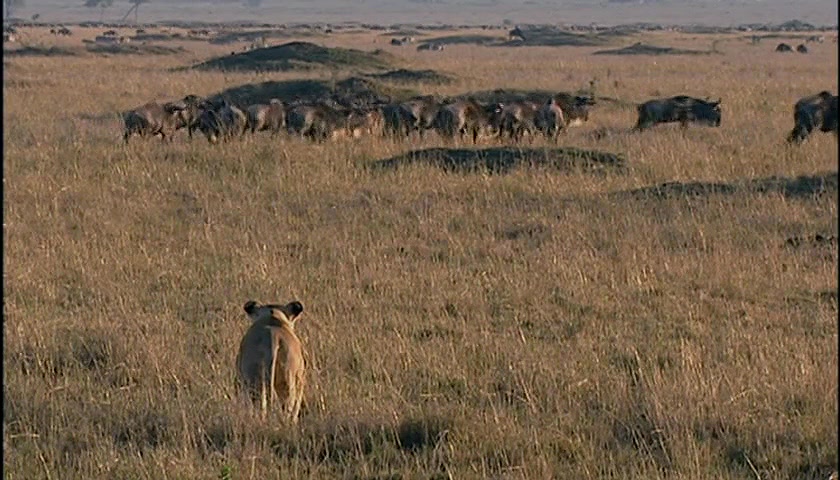 群体大自然 Massive Nature