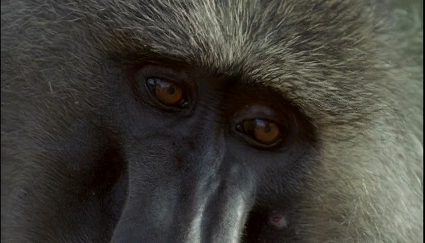 群体大自然 Massive Nature