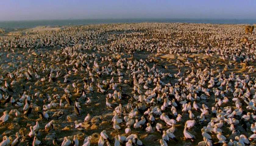 群体大自然 Massive Nature