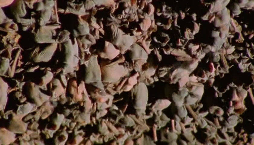 群体大自然 Massive Nature