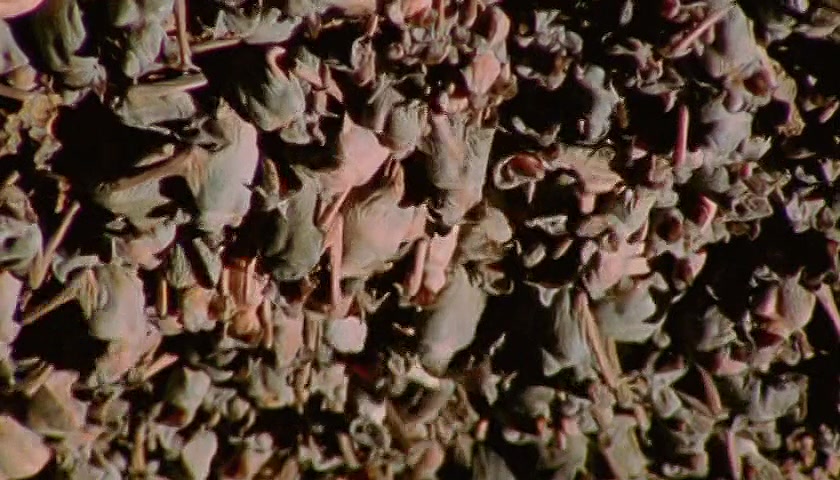 群体大自然 Massive Nature