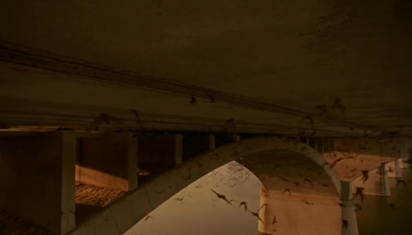 群体大自然 Massive Nature