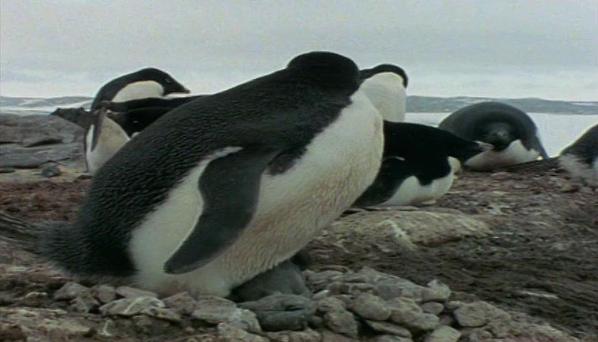 群体大自然 Massive Nature