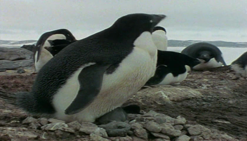 群体大自然 Massive Nature